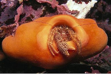 《自杀小队：战胜正义联盟》PS5版文件容量公布