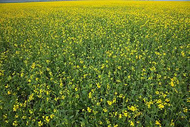 《宝可梦传说：阿尔宙斯》登顶多地区亚马逊游戏销量榜 部分地区脱销